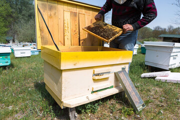 Naklejka premium A farmer on a bee apiary holds frames with wax honeycombs. Planned preparation for the collection of honey.