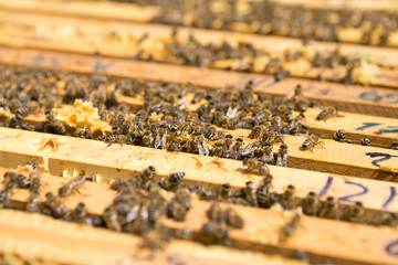 Closeup of a frame with a wax honeycomb of honey with bees on them. Apiary workflow.