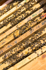 Closeup of a frame with a wax honeycomb of honey with bees on them. Apiary workflow.