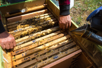 A farmer on a bee apiary holds frames with wax honeycombs. Planned preparation for the collection of honey.