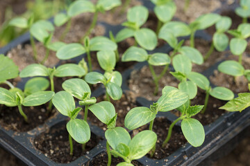 Germination of seedlings of cucumbers in pots with natural fertilizer in greenhouse conditions.