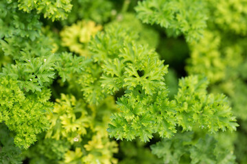 Fresh juicy parsley branches closeup. Useful vegetarian spices.