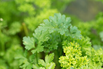 Fototapeta na wymiar Fresh juicy parsley branches closeup. Useful vegetarian spices.