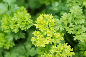 Fototapeta na wymiar Fresh juicy parsley branches closeup. Useful vegetarian spices.
