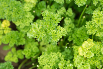 Fresh juicy parsley branches closeup. Useful vegetarian spices.