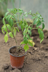 Germination of tomato seedlings in pots with natural fertilizer in greenhouse conditions.