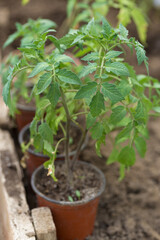Germination of tomato seedlings in pots with natural fertilizer in greenhouse conditions.