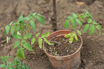 Germination of tomato seedlings in pots with natural fertilizer in greenhouse conditions.