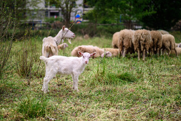 Fototapeta premium White goat behind bars, on the grass. Goats on family farm. Sheep and little goat on the lawn. At the bottom of the image is the clay floor with a wooden fence, green grass and some trees.