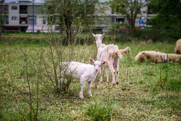 White goat behind bars, on the grass. Goats on family farm. Sheep and little goat on the lawn.  At the bottom of the image is the clay floor with a wooden fence, green grass and some trees.
