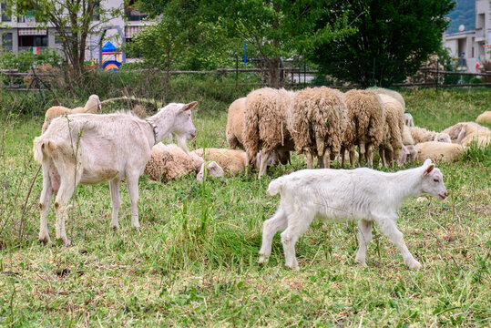 White goat behind bars, on the grass. Goats on family farm. Sheep and little goat on the lawn.  At the bottom of the image is the clay floor with a wooden fence, green grass and some trees.