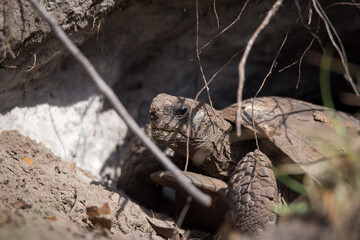Gopher Tortoise in the wild