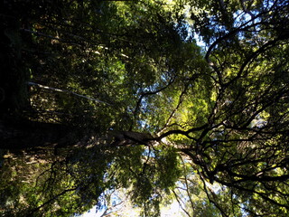 bosque