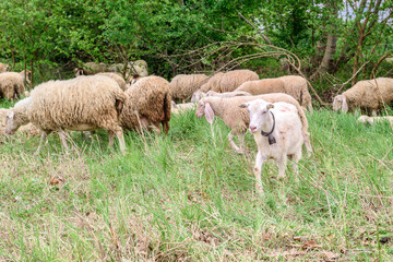 White goat behind bars, on the grass. Goats on family farm. Sheep and little goat on the lawn.  At the bottom of the image is the clay floor with a wooden fence, green grass and some trees.