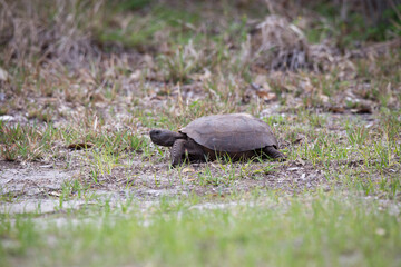 Gopher Tortoise in the wild