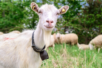 Obraz premium White goat behind bars, on the grass. Goats on family farm. Sheep and little goat on the lawn. At the bottom of the image is the clay floor with a wooden fence, green grass and some trees.