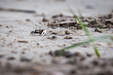 Fiddler crabs near the beach in Georgia