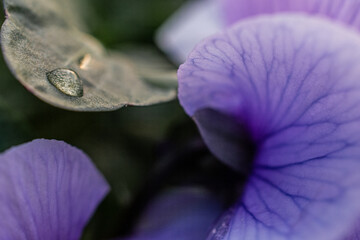 Violettes Blatt - Details