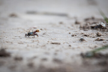 Fiddler crabs near the beach in Georgia
