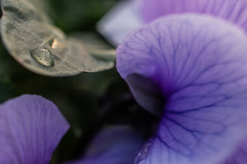 Violettes Blatt - Details mit Wassertropfen