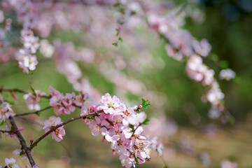 A spring scene of flowers in full bloom.