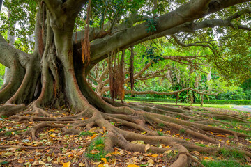 Ficus macrophylla Portugal