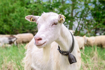 White goat behind bars, on the grass. Goats on family farm. Sheep and little goat on the lawn.  At the bottom of the image is the clay floor with a wooden fence, green grass and some trees.