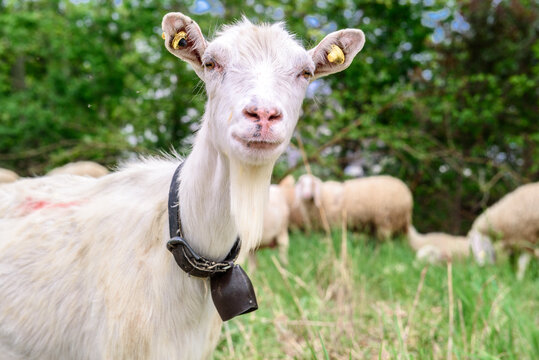 White goat behind bars, on the grass. Goats on family farm. Sheep and little goat on the lawn.  At the bottom of the image is the clay floor with a wooden fence, green grass and some trees.