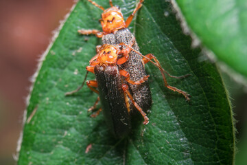 Soldier beetles are in reproduction process.
