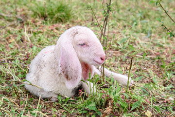 Fototapeta premium White goat behind bars, on the grass. Goats on family farm. Sheep and little goat on the lawn. At the bottom of the image is the clay floor with a wooden fence, green grass and some trees.