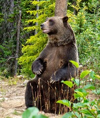 Upright Grizzly bear scratching his back on a pine tree at the Kicking Horse Grizzly Bear Refuge near Golden BC Canada - full body frontal view, empty space on photo