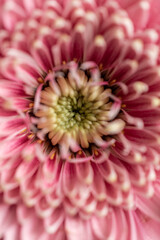 Pinke Blume von oben fotografiert