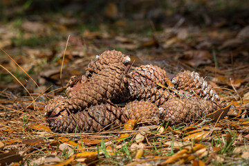 Pine cones on the ground