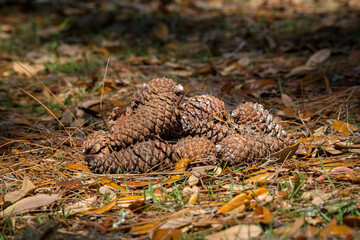 Pine cones on the ground