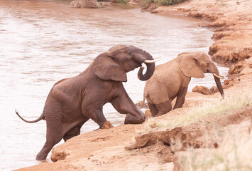 Fototapeta na wymiar Elephants climbing a river bank in Samburu Kenya