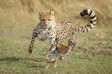 Young Cheetah chasing a baby Thompson's Gazelle Masai Mara Kenya learning to hunt