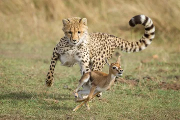Fotobehang Young Cheetah chasing a baby Thompson's Gazelle Masai Mara Kenya learning to hunt © stuporter
