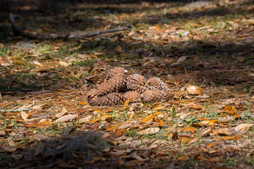 Pine cones on the ground