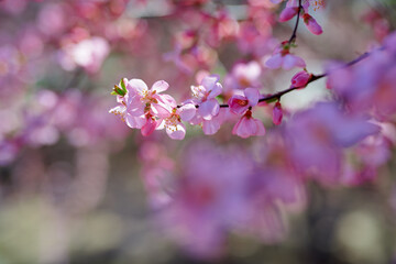 A spring scene of flowers in full bloom.