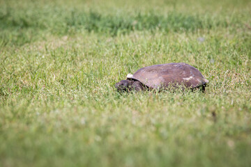 Gopher Tortoise in the wild