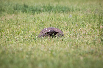 Gopher Tortoise in the wild