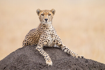 One adult female Cheetah on a termite mound looking at the camera in Masai Mara Kenya