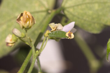 Close-up of the flower and fruit of the locust bean plant (Phaseolus lunatus)