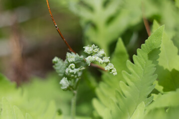 close up of a green furn leaf just starting to emerge on a green background