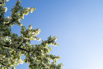 A bird-cherry tree (prunus padus) in full bloom with blue sky