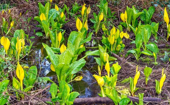 The Skunk cabbage plant is a pungent bright yellow spring flower that grows in wet marshy forest