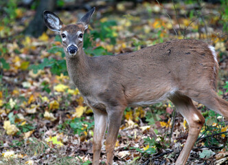 white tailed deer