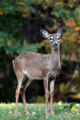 Naklejka na ściany i meble White tail deer in Upstate NY