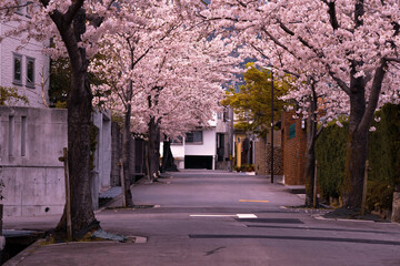 日本の春の街並み・住宅街の桜並木