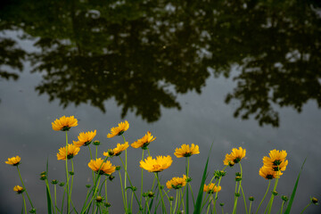 Obraz premium 花
